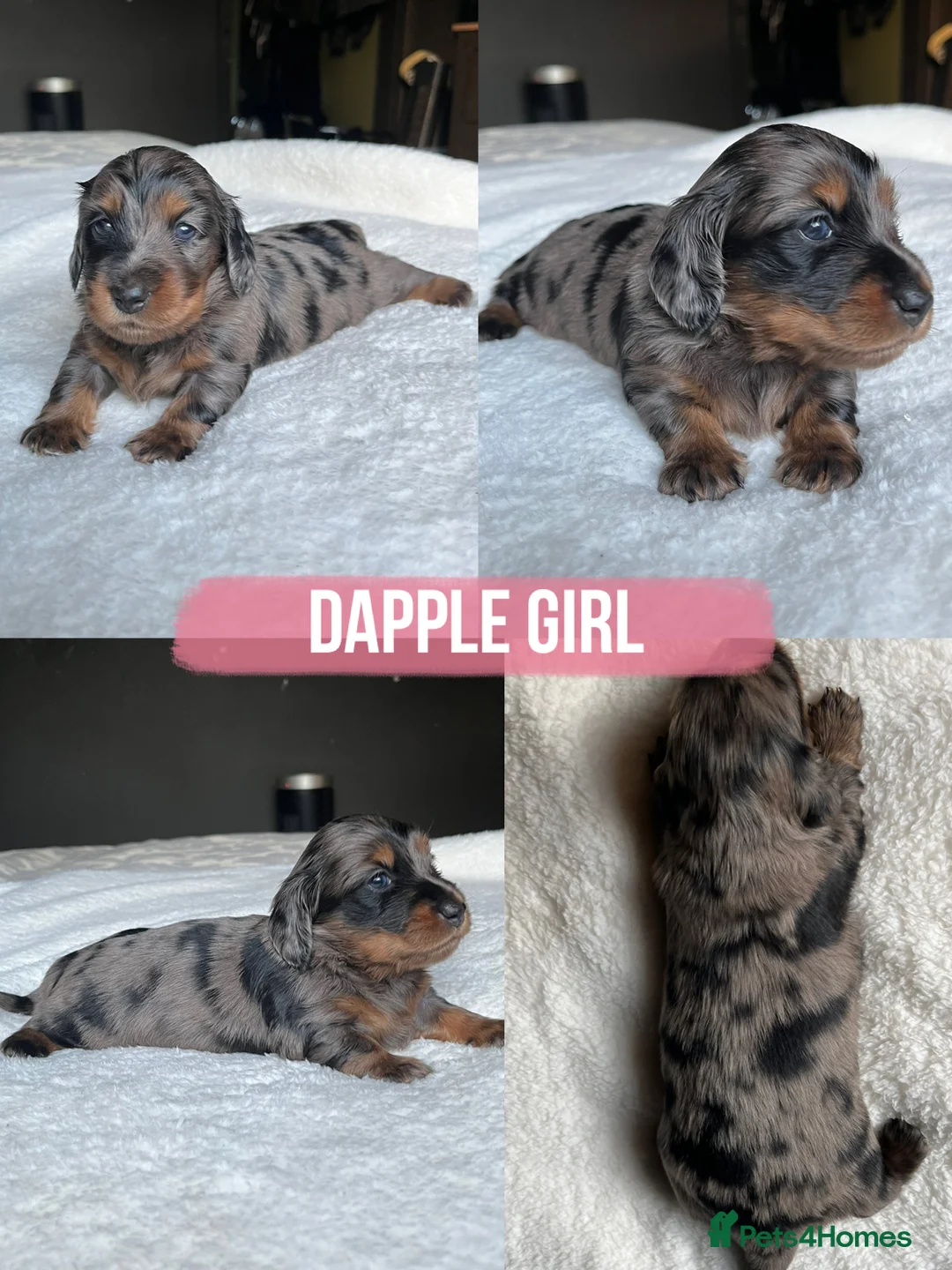 Miniature Dachshund dogs for sale: KC Long Hair Mini Dachshunds  - Advert 6