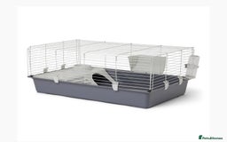 Guinea Pig rodents for sale: Two guinea pigs-with two cages and all accessories - Image 11
