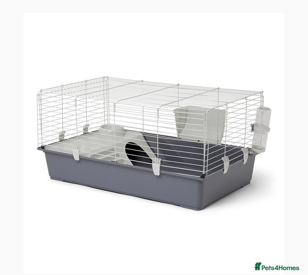 Guinea Pig rodents for sale: Two guinea pigs-with two cages and all accessories - Image 11