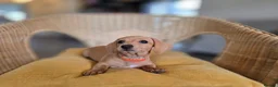Miniature Dachshund dogs for sale: KC Registered Mini Dachshund Puppies. Rare colors - Advert 7