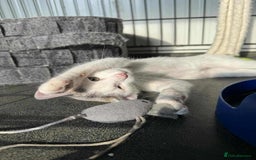 Mixed Breed cats for adoption: Korey - Norwich Norfolk  - Image 2