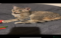 Bengal cats for sale: Bengal cross tabby kitten  - Image 5