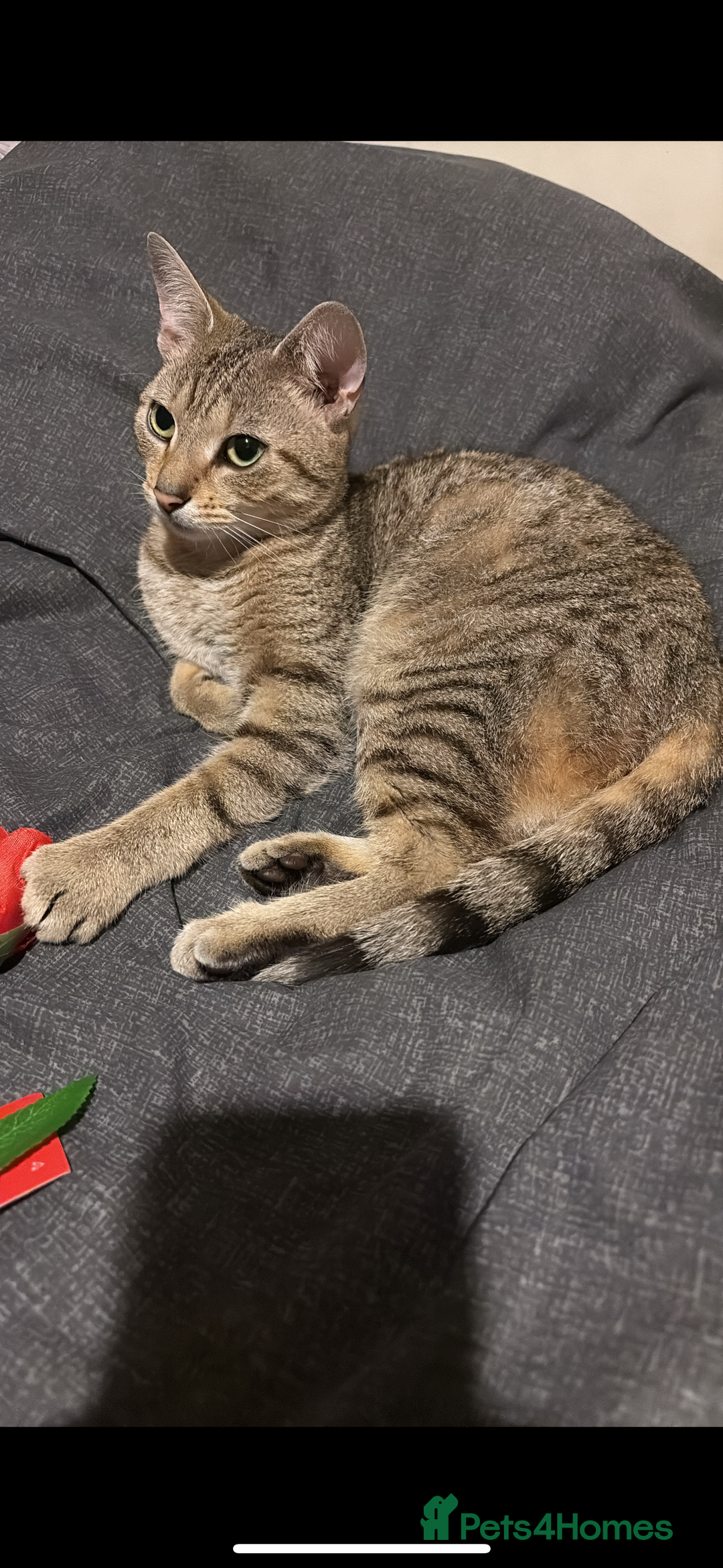 Bengal cats for sale: Bengal cross tabby kitten  - Image 5