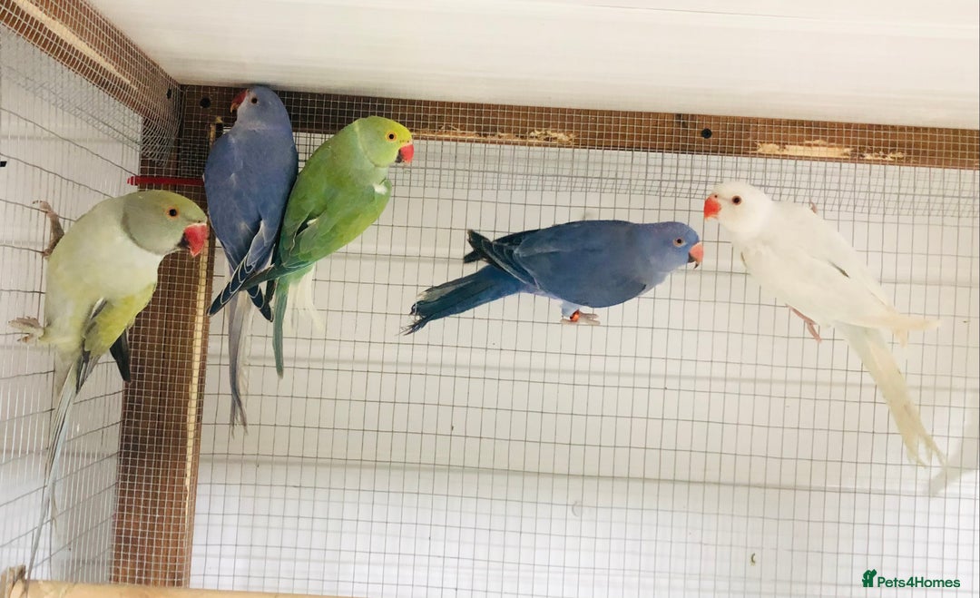 Ringnecks birds for sale: Beautiful coloured ringneck parrots for sale. - Image 6