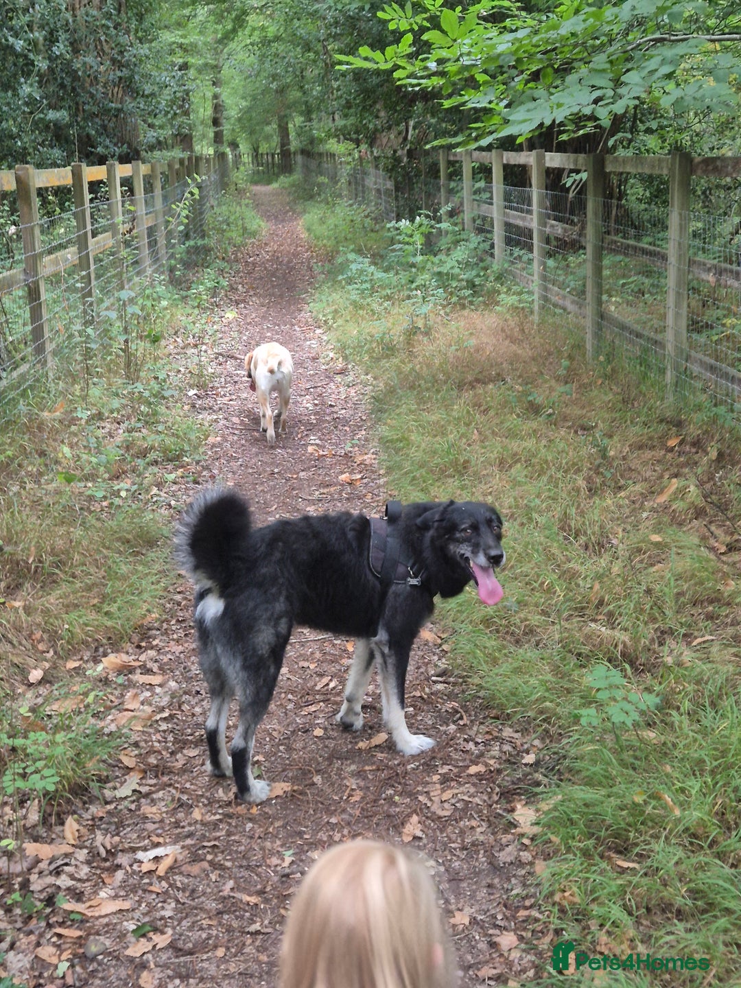 Mixed Breed dogs for sale: 4 year old large male dog. PLEASE READ DESCRIPTION - Advert 8