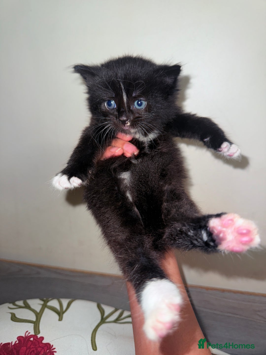 Mixed Breed cats for sale: 5 Beautiful Black & White Kittens Available  - Image 25