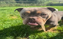 Bull Terrier dogs for adoption: Meet Merry & Pippin – A Bonded Pair  - Image 6