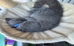 Scottish Fold cats for sale: Scottish fold - Image 5