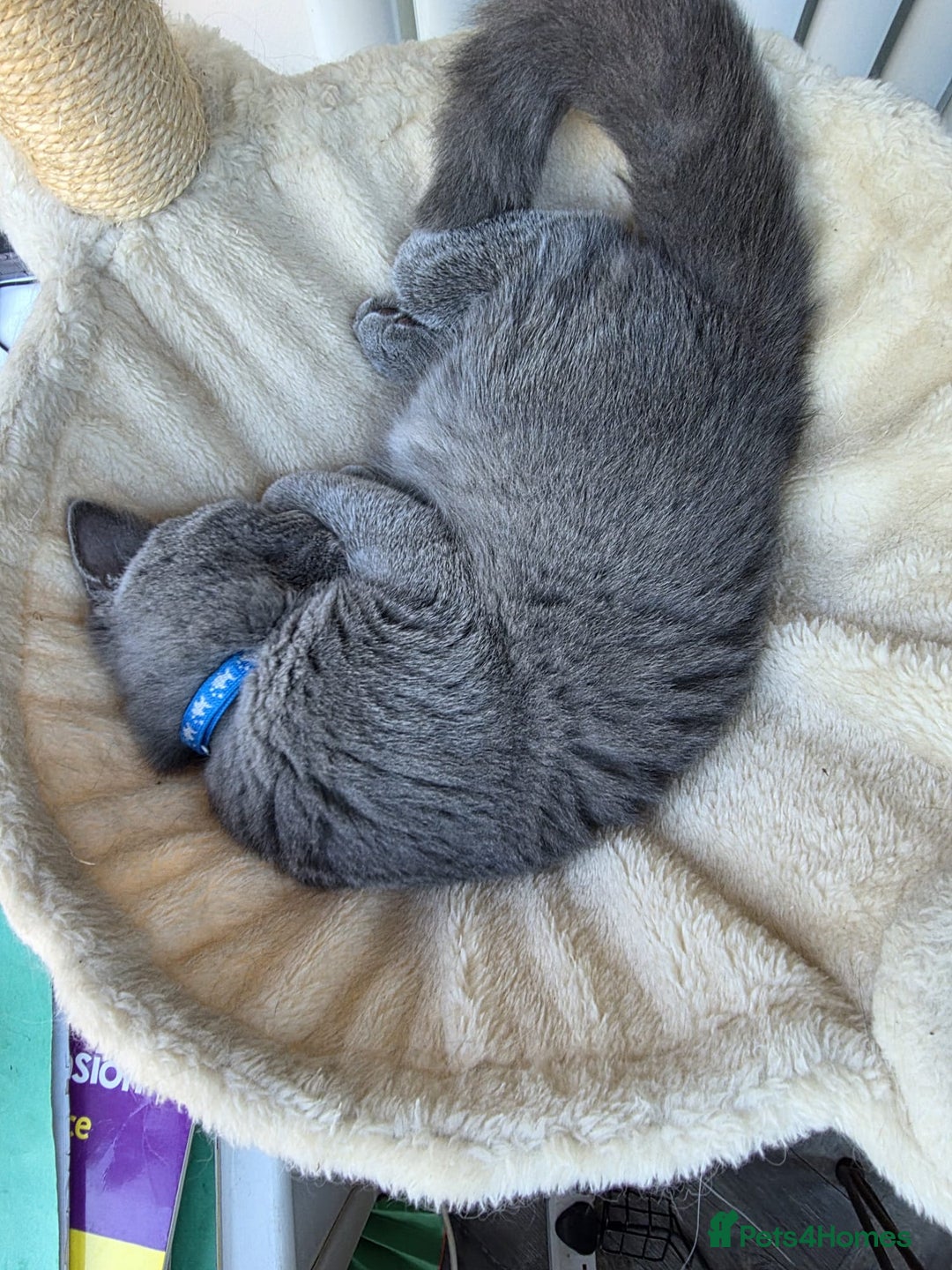 Scottish Fold cats for sale: Scottish fold - Image 5