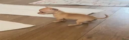 Chihuahua dogs for sale: CHIHUAHUA PUPPIES 3 only available now  - Advert 36