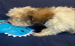 Mixed Breed dogs for sale: Beautiful Shihpoo cross maltese puppies - Image 11