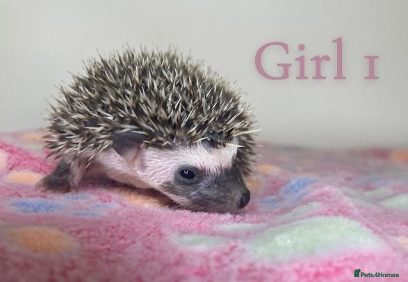 Pygmy Hedgehog rodents African Pygmy Hedgehog's  - Advert 2