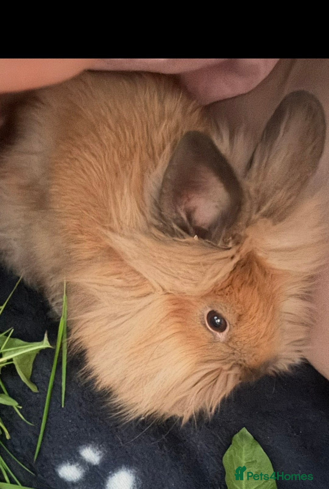 Lionhead rabbits for sale: Proper Lion head rabbit  - Advert 1