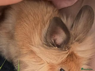 Lionhead rabbits Proper Lion head rabbit - Advert 10