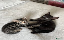 Mixed Breed cats for sale: Beautiful kittens ready for loving new homes.  - Image 30