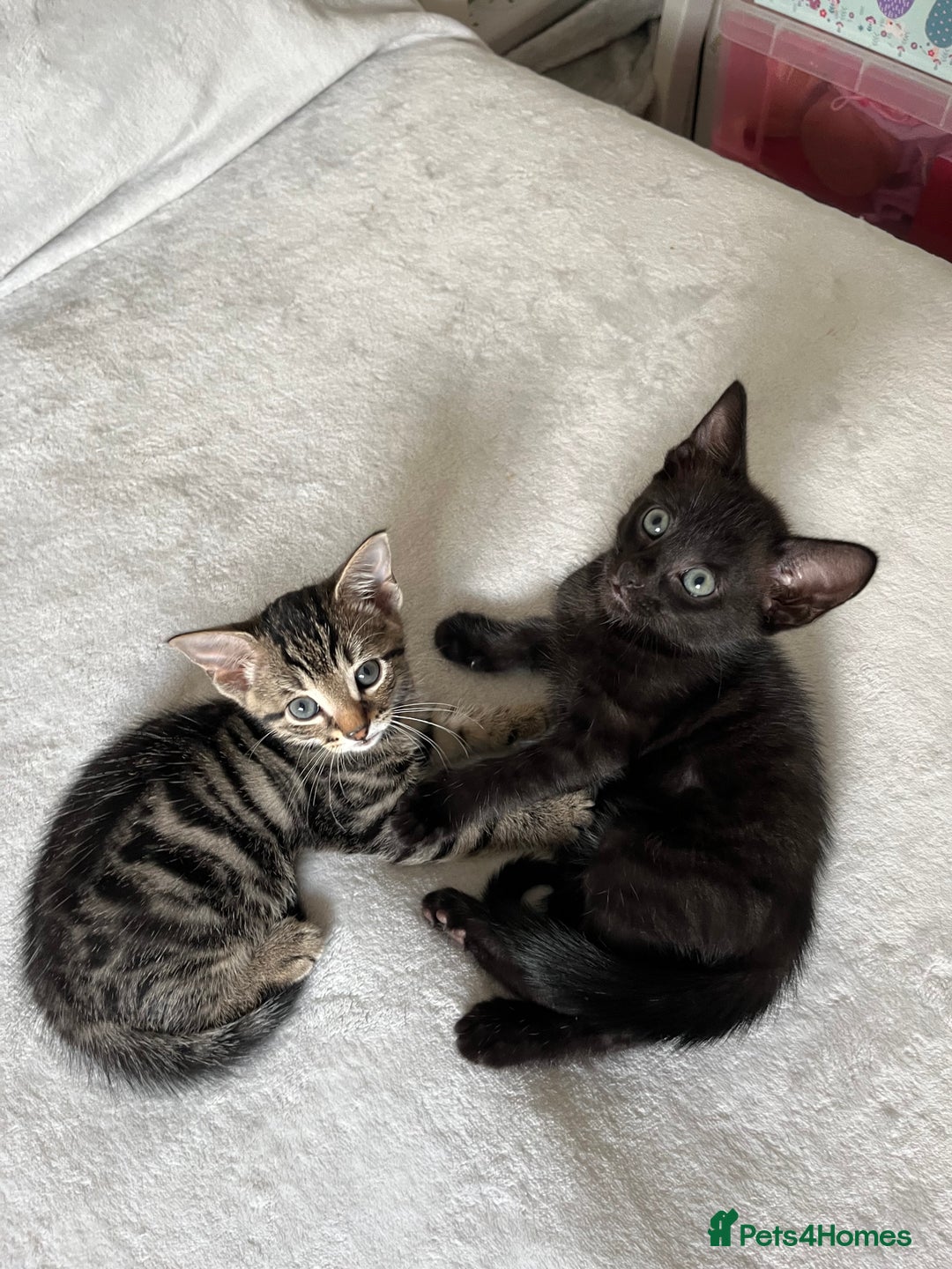 Mixed Breed cats for sale: Beautiful kittens ready for loving new homes.  - Image 30