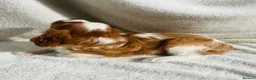 Cavalier King Charles Spaniel dogs for sale: Cavalier King Charles  - Advert 14