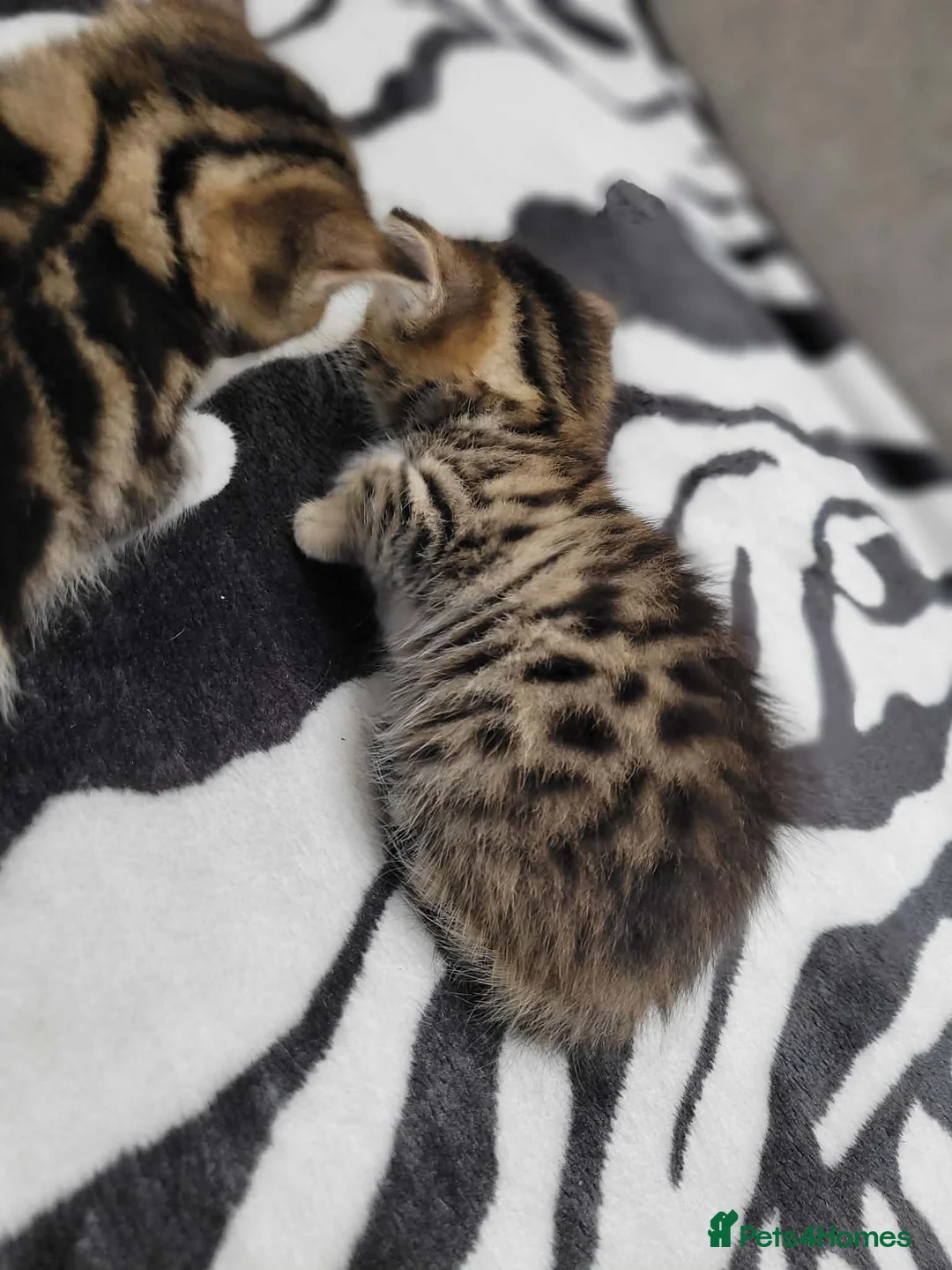 Mixed Breed cats for sale: Adorable Tabby Kittens Looking for Forever Homes - Advert 8