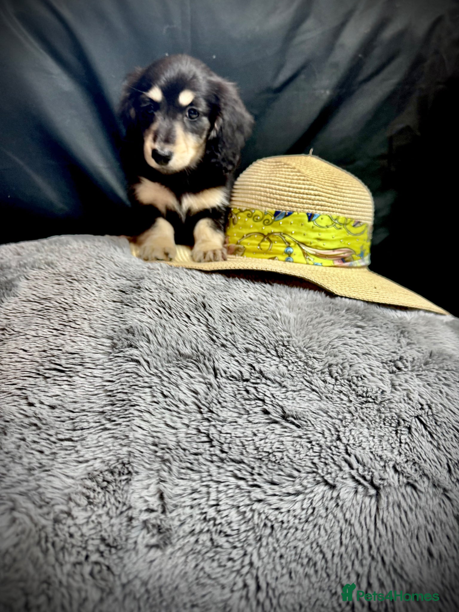 Miniature Dachshund dogs for sale: English cream miniature dachshund kc reg 1 left - Advert 1