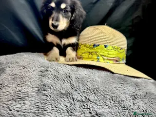 Miniature Dachshund dogs English cream miniature dachshund kc reg 1 left - Advert 4