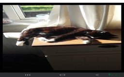 British Shorthair cats for sale: Female kitten - Image 2