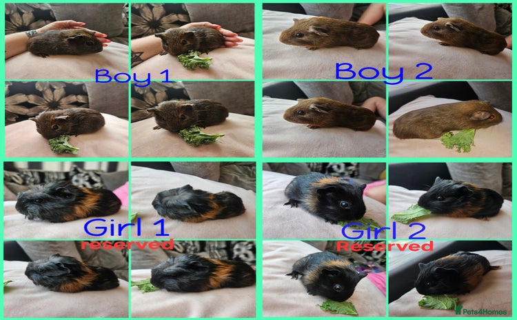 Guinea Pig rodents - Advert 8