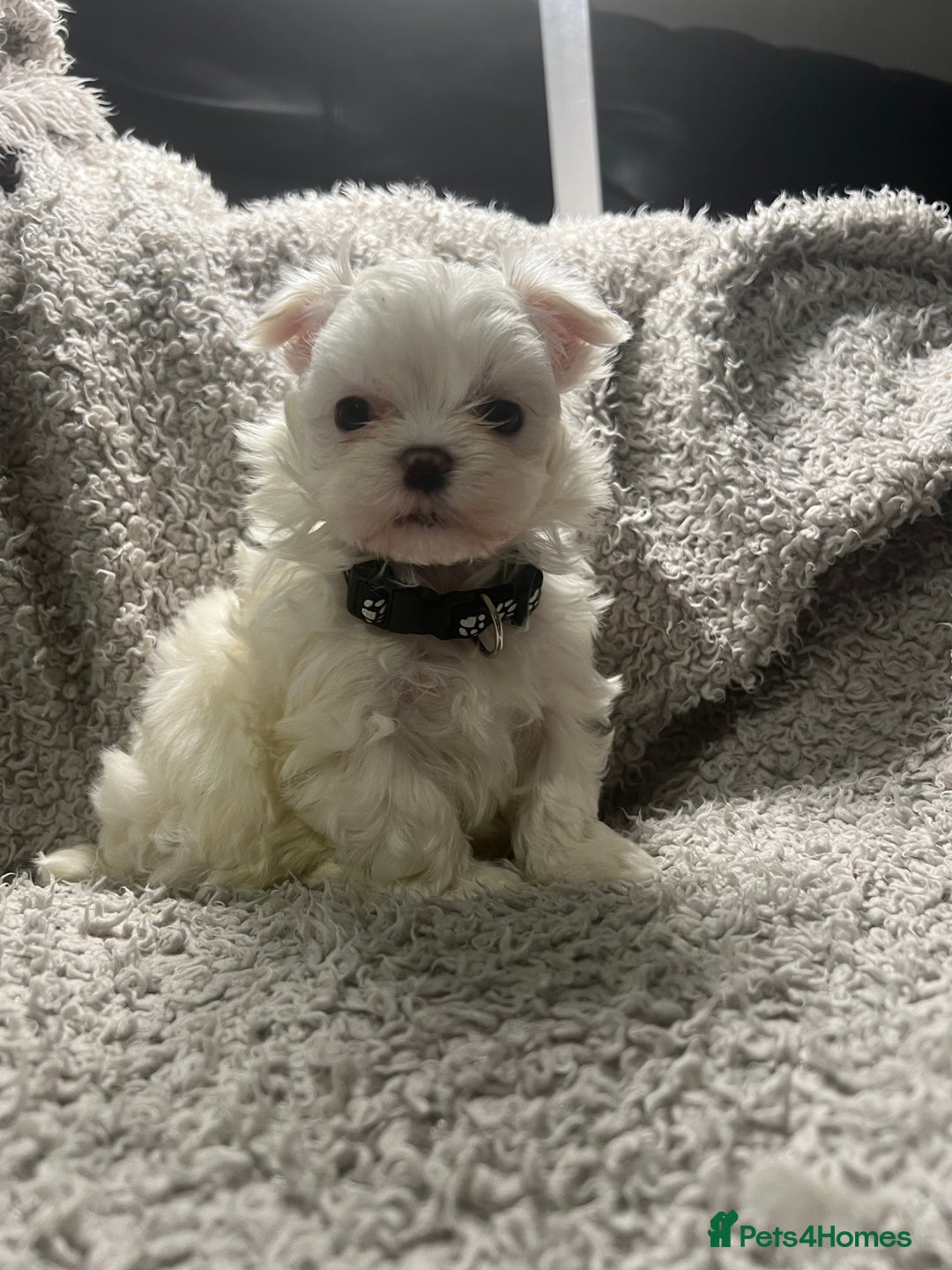 Maltese dogs for sale: Maltese puppies available  - Advert 17