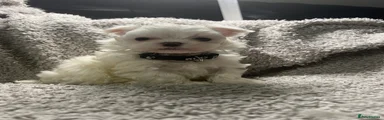 Maltese Puppy 1