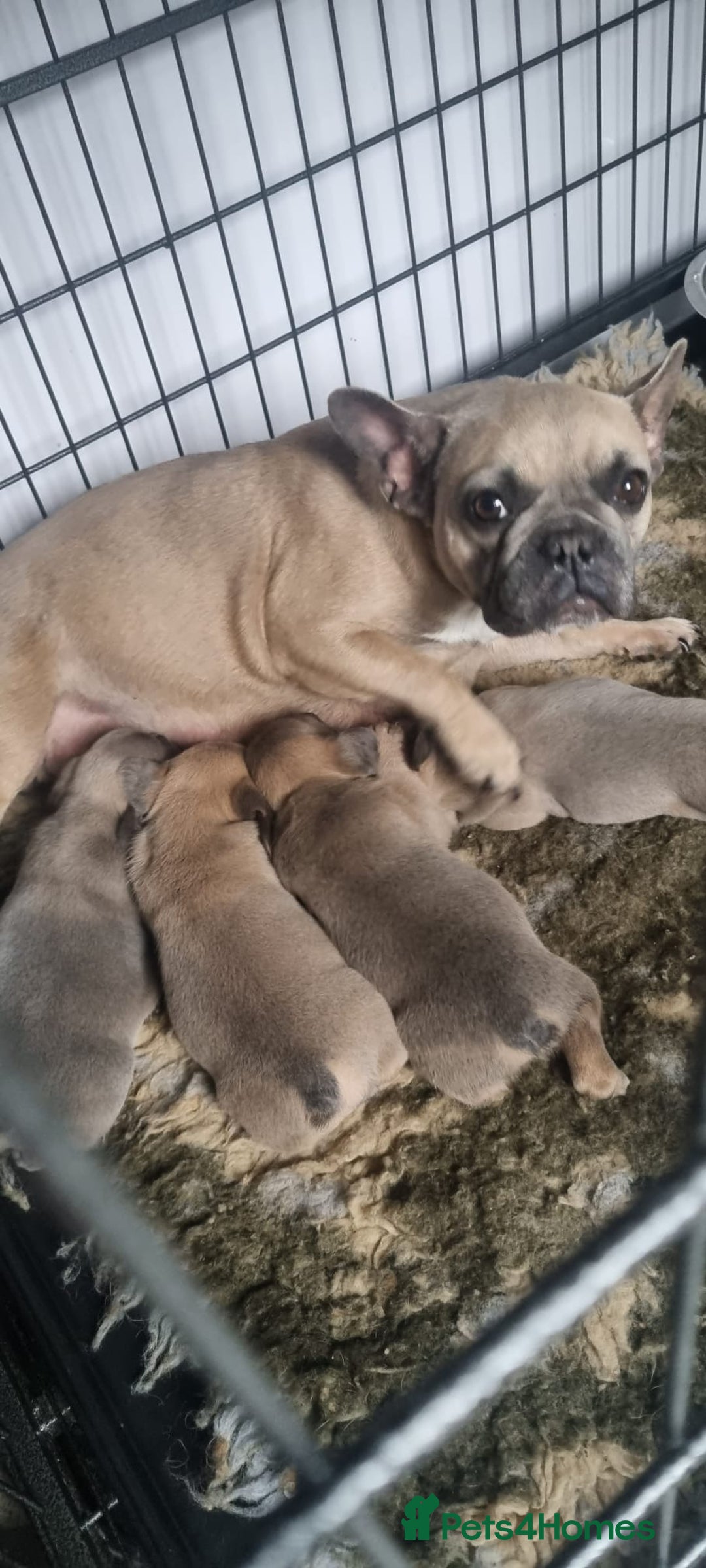 French Bulldog dogs for sale: 4 Gorgeous frenchies  - Advert 2