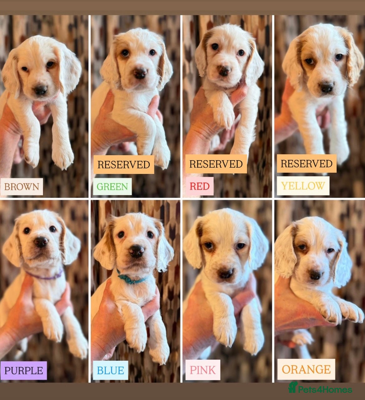 Cocker Spaniel dogs Cocker Spaniel Puppies - Advert 17