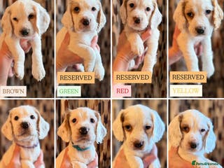 Cocker Spaniel dogs Cocker Spaniel Puppies - Advert 5