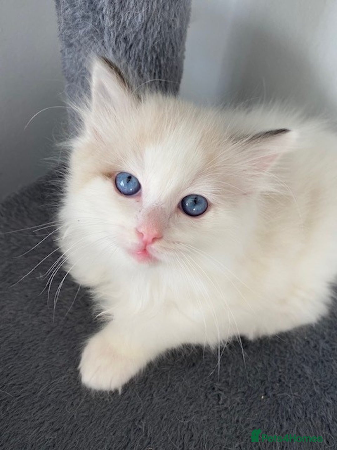Ragdoll cats for sale: TICA REGISTERED PUREBRED RAGDOLL KITTENS AVAILABLE - Advert 13