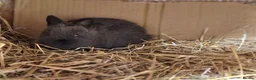 Netherland Dwarf rabbits for sale: Cute cheeky little netherland dwarf babies-2m left - Advert 7