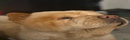 Chow Chow dogs for stud: The most lovely Chow Chow for Stud - Advert 4