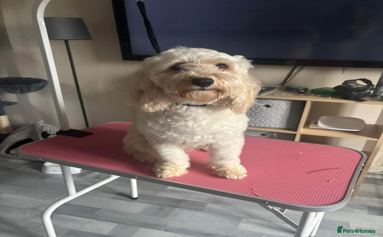 Cockapoo dogs - Advert 15