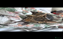 Domestic Shorthair cats for sale: Beautiful tabby female - Advert 3