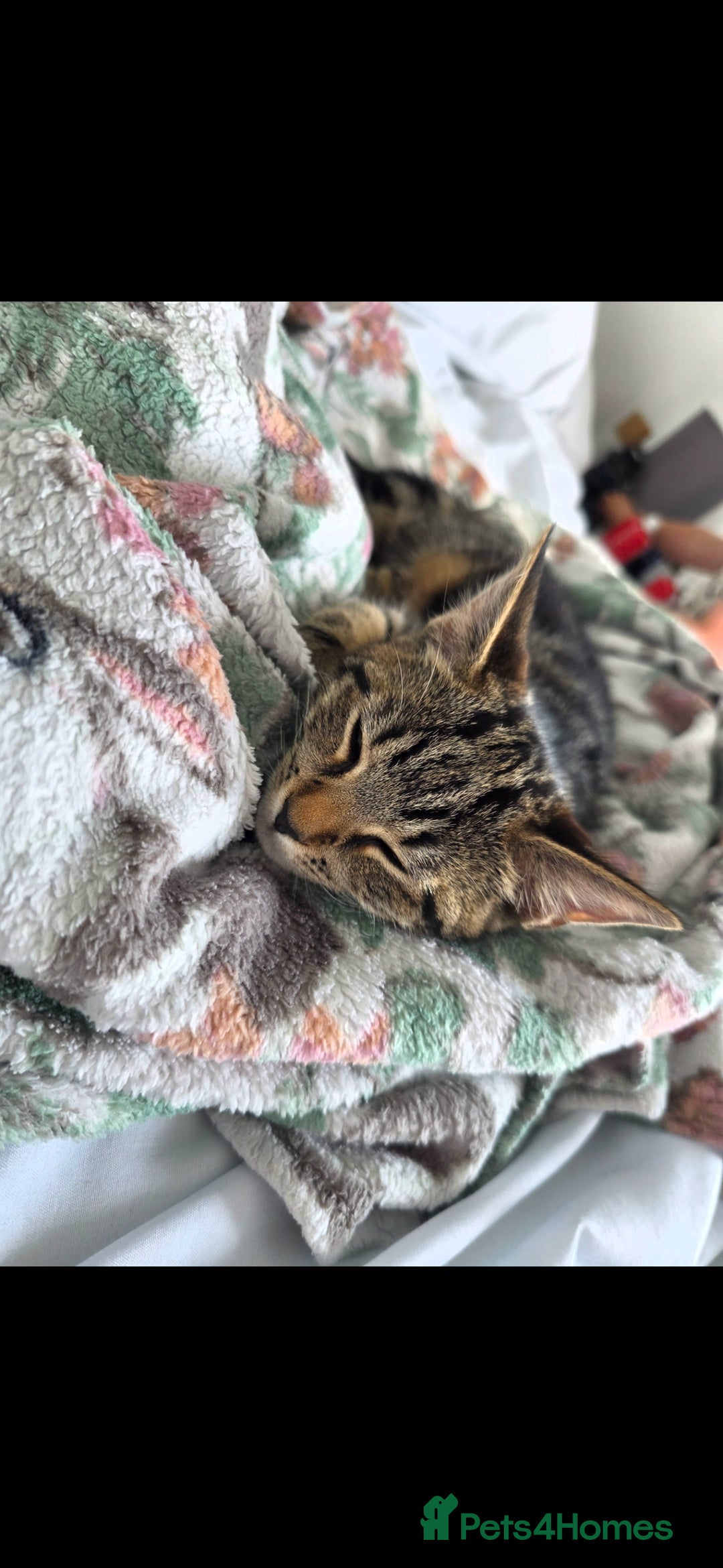 Domestic Shorthair cats for sale: Beautiful tabby female - Advert 3