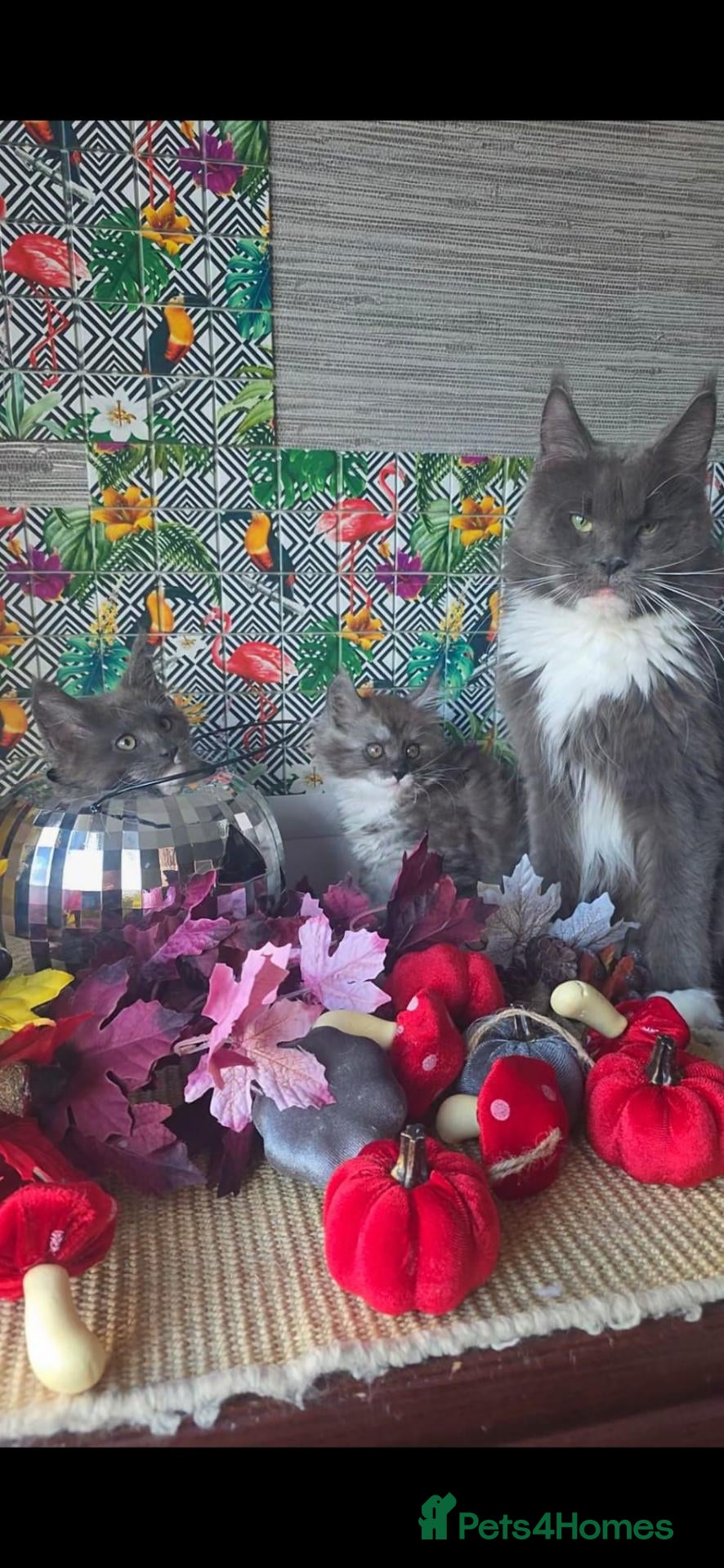 Maine Coon cats Maine Coon beauty,  Pure Pedegree  - Advert 1