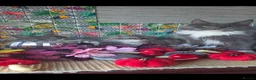 Maine Coon cats for sale: Maine Coon beauty,  Pure Pedegree  - Advert 1