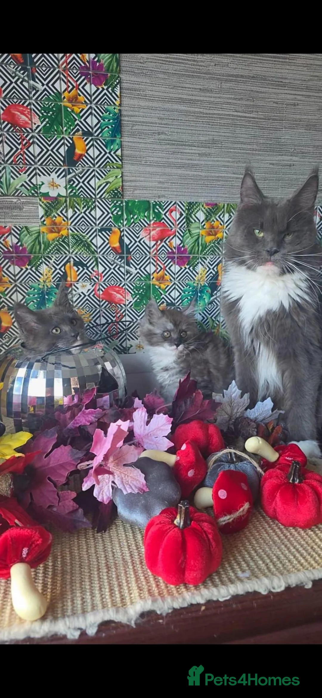 Maine Coon cats for sale: Maine Coon beauty,  Pure Pedegree  - Advert 1