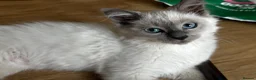 Birman cats for sale: Birman cat - Advert 3