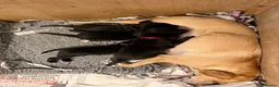 Labrador Retriever dogs for sale: Two Black KC Reg Labrador bitches from litter  in Yelverton - Advert 25