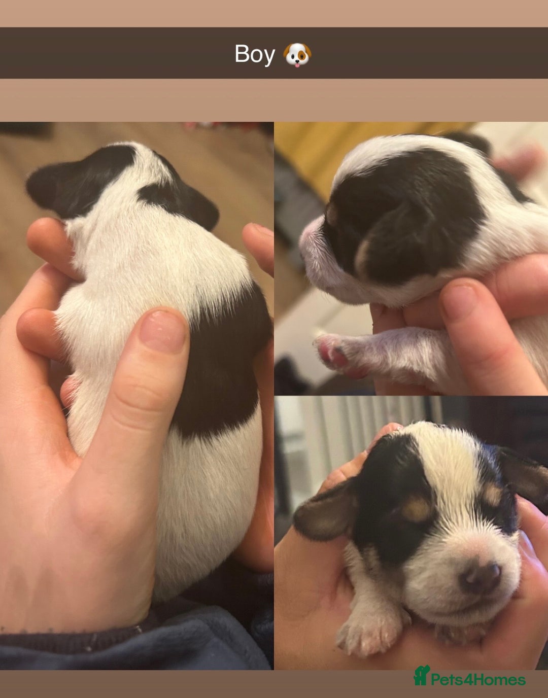 Jackapoo dogs for sale: Beautiful Jackapoos this is Bonnie’s 2nd litter  - Image 9