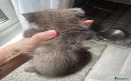 Mixed Breed cats for sale: Bengal cross - Image 8