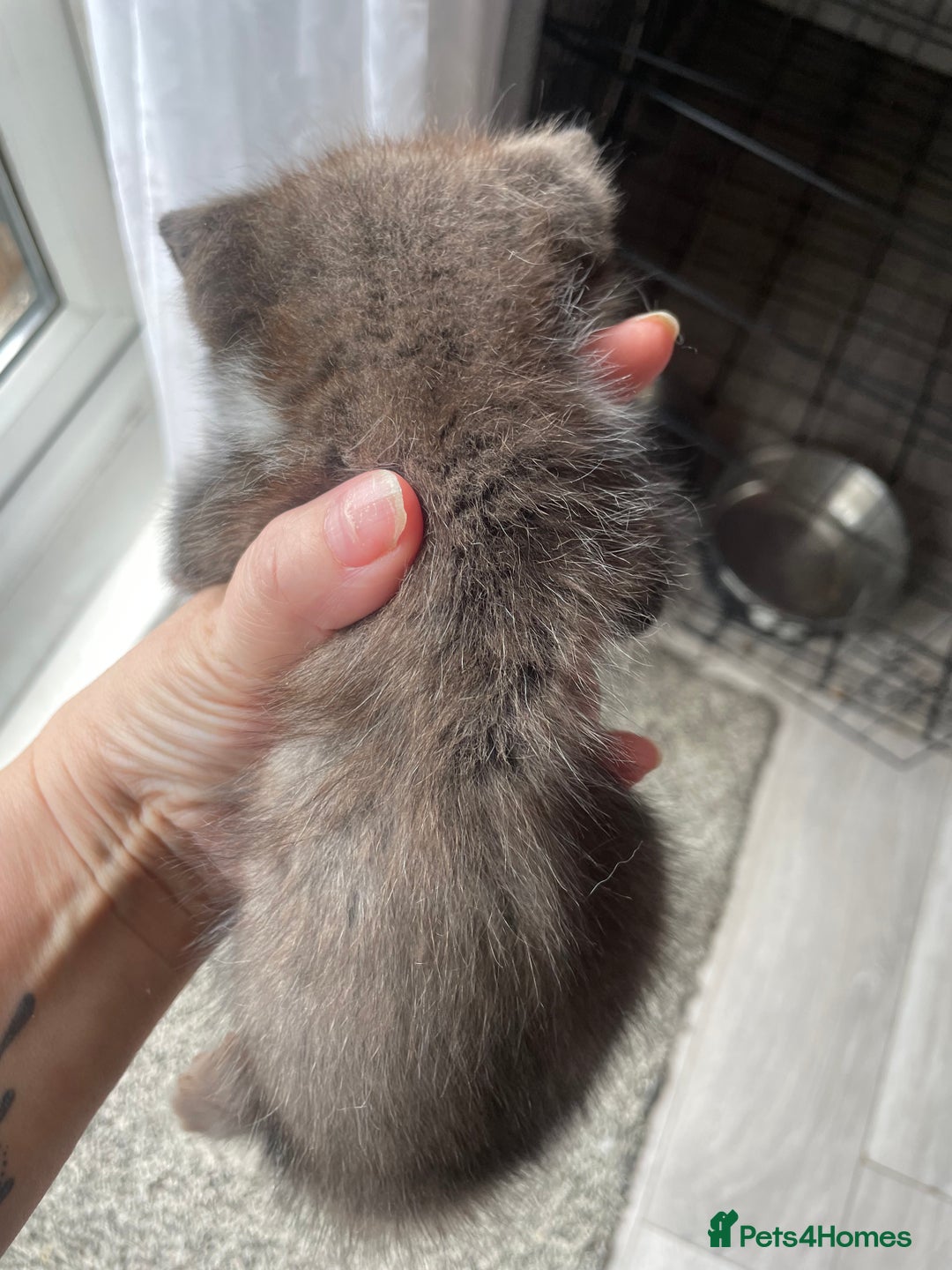 Mixed Breed cats for sale: Bengal cross - Image 8