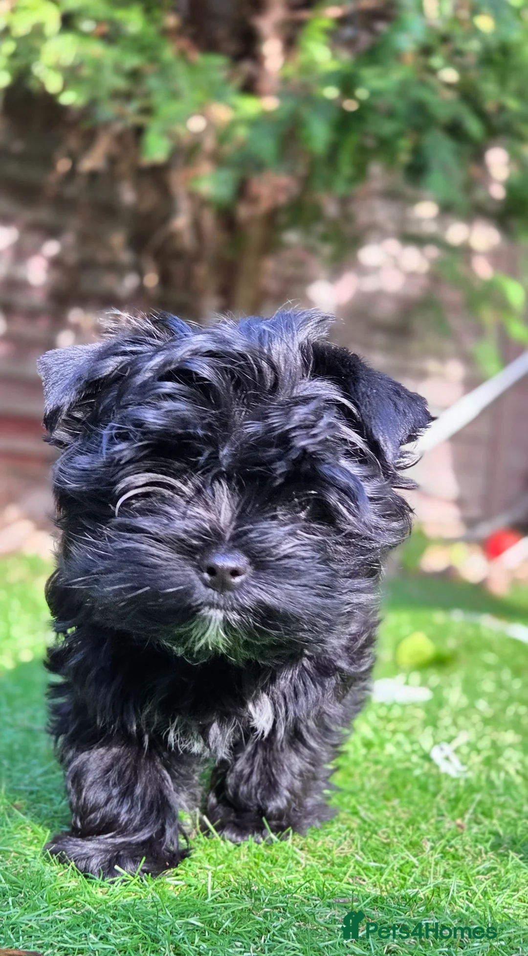 Yorkshire Terrier dogs for sale: Inka's 1st litter -Yorkshire terriers  - Advert 2
