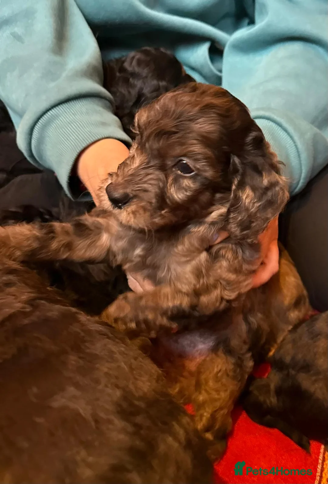 Irish Doodle dogs for sale: Irish Doodles (Mini)  - Advert 9