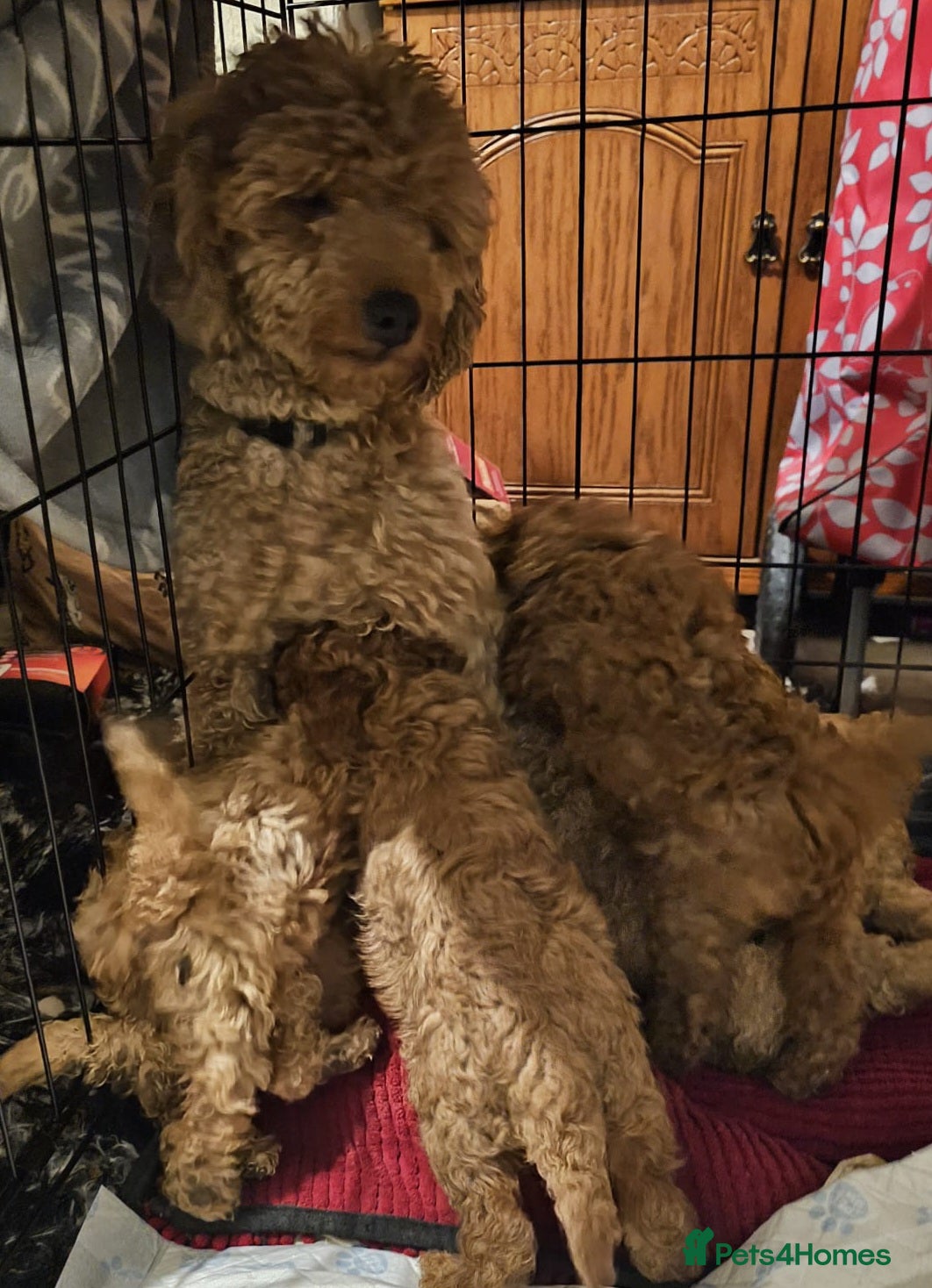 Poodle dogs Minature Poodles in Hull - Advert 5