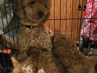 Poodle dogs Minature Poodles in Hull - Advert 1