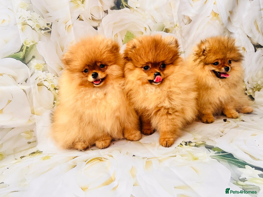 Pomeranian dogs for sale: 💗Last girl left! Royal Orange Pomeranian Pedigree - Image 13